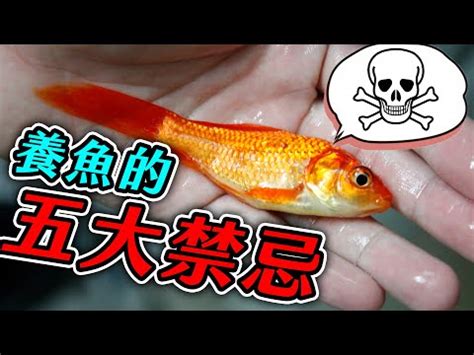 養魚數量垃圾魚|養魚新手入門：12個教學讓你養魚一次上手（新手必讀）